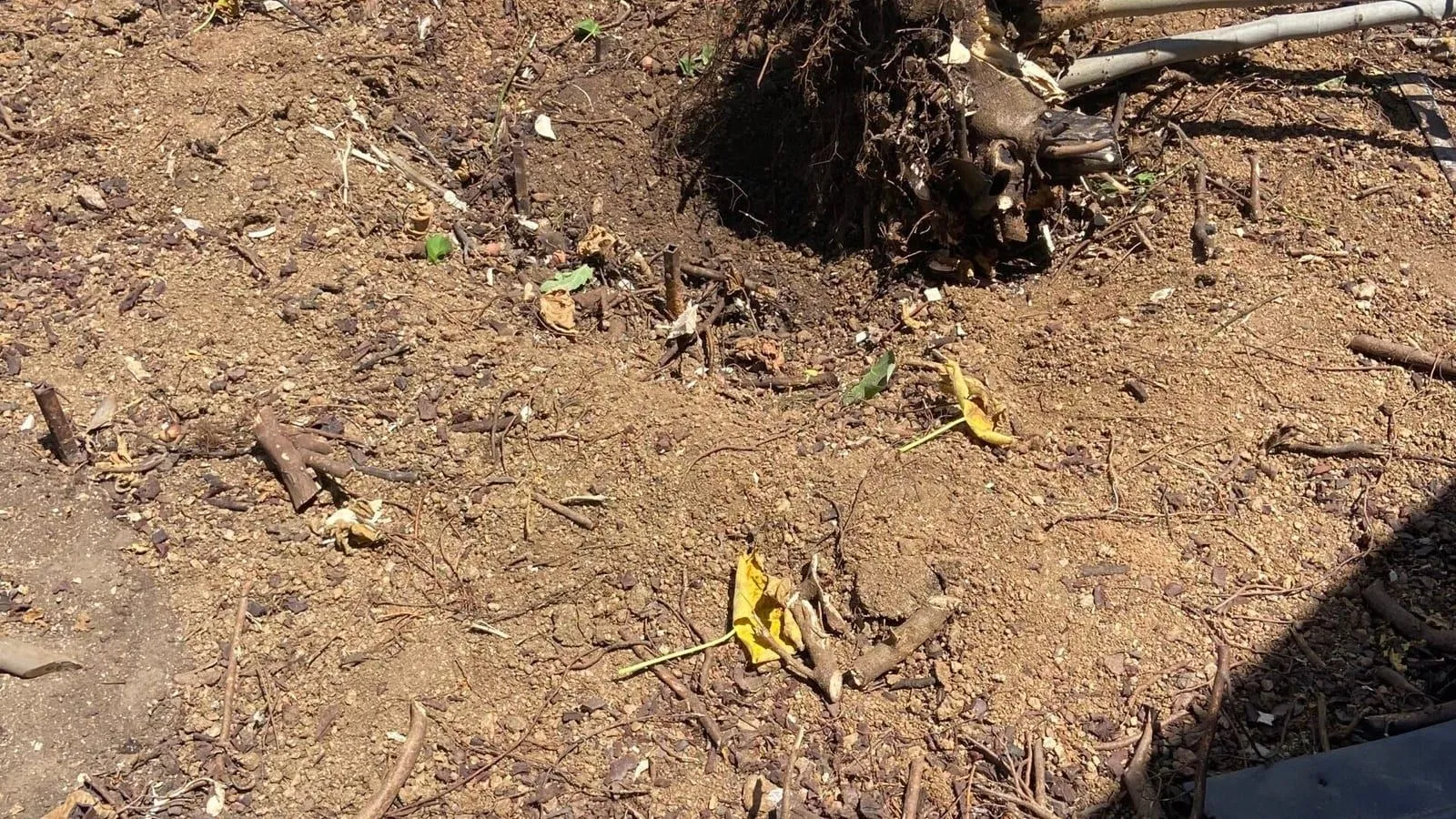 Salvador Castillo on a landscaping project site