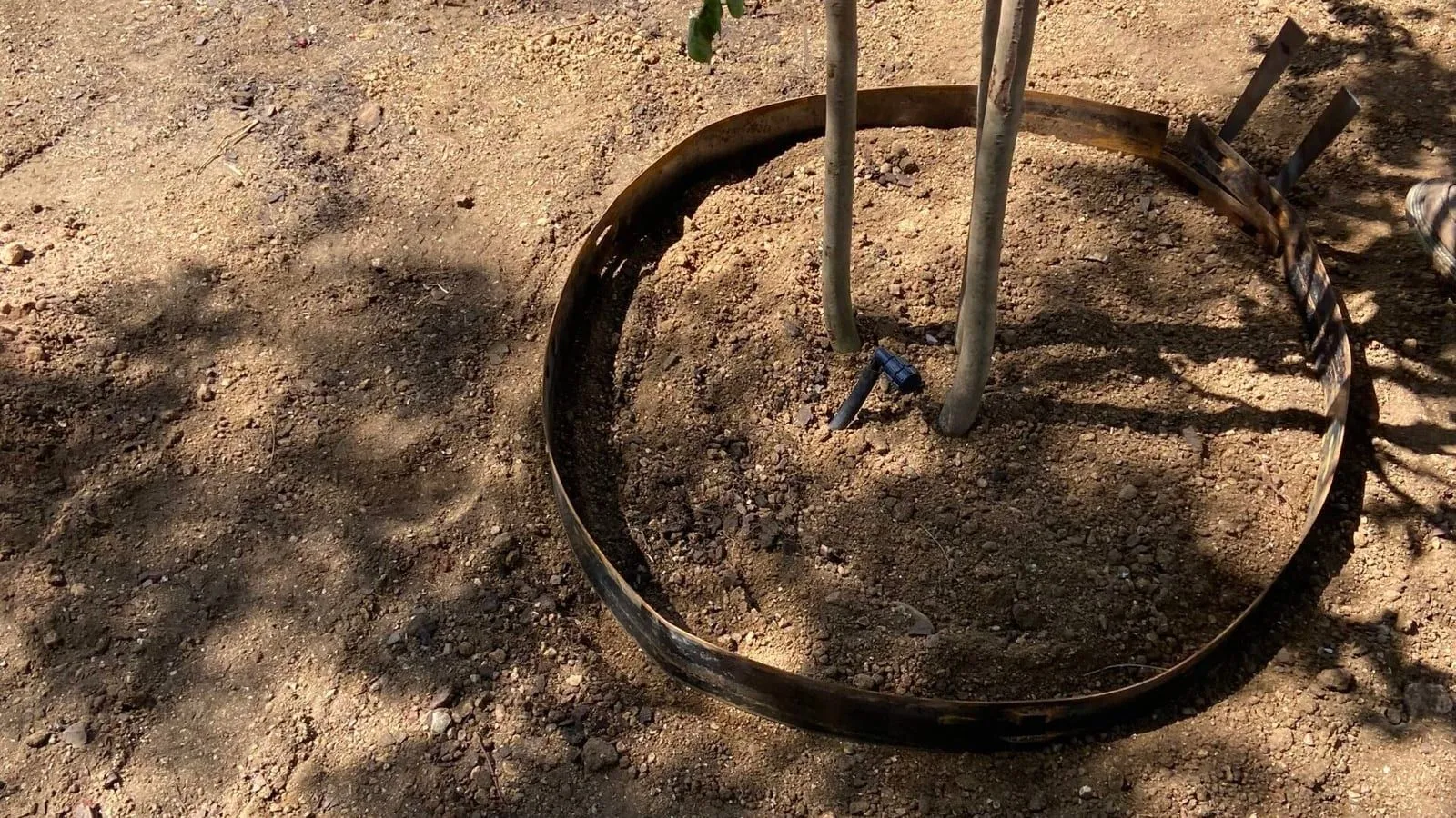 Completed backyard landscape